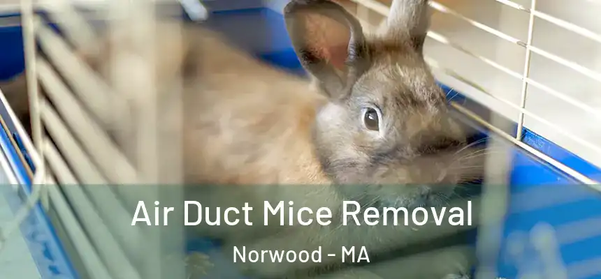 Air Duct Mice Removal Norwood - MA