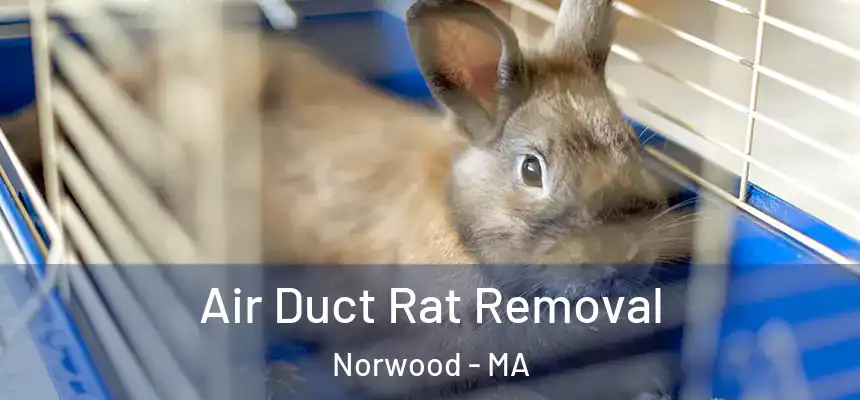 Air Duct Rat Removal Norwood - MA